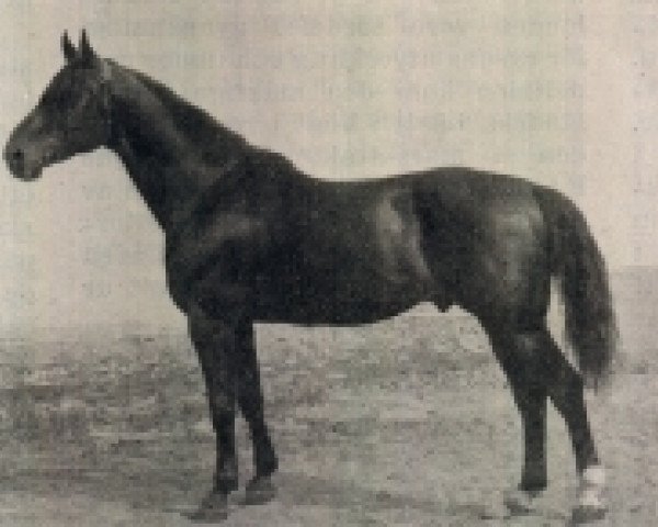 stallion Avepal (Swedish Warmblood, 1909, from Avanti)