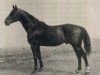 stallion Avepal (Swedish Warmblood, 1909, from Avanti)