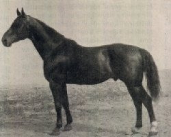 stallion Avepal (Swedish Warmblood, 1909, from Avanti)