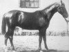 stallion Nabob (Trakehner, 1891, from Domino)