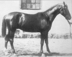 stallion Nabob (Trakehner, 1891, from Domino)