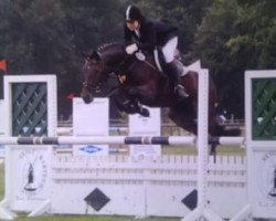 horse Jessy zweitausend (New Forest Pony, 2000, from Moderato II)