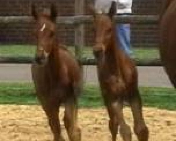 dressage horse Dustin 241 (Hanoverian, 2001, from Donnerhall)