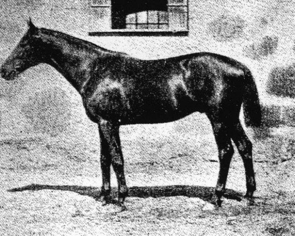 stallion Le Cygne xx (Thoroughbred, 1895, from Hors d'Oeuvre xx)