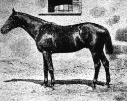 stallion Le Cygne xx (Thoroughbred, 1895, from Hors d'Oeuvre xx)