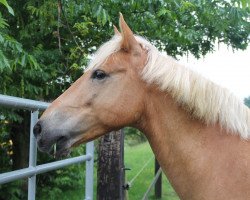 dressage horse Sultan 723 (Pony without race description, 2003)