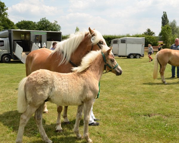 dressage horse Antani (Haflinger, 2015, from Anthony's Hill)