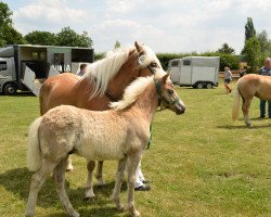 dressage horse Antani (Haflinger, 2015, from Anthony's Hill)