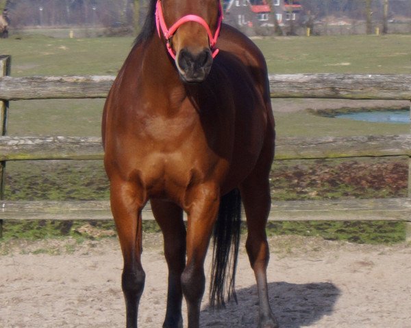 broodmare Grandel S (German Riding Pony, 1993, from Gotas B.482 x)