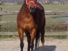 broodmare Grandel S (German Riding Pony, 1993, from Gotas B.482 x)