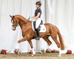 dressage horse Frizzante Rosso (Hanoverian, 2011, from Fuechtels Floriscount OLD)