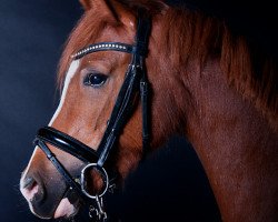 broodmare Landfee (German Riding Pony, 2011, from Heidbergs Nancho Nova)