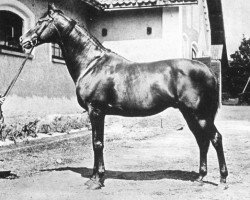 stallion Sans Peur xx (Thoroughbred, 1886, from Saxifrage xx)