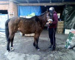 broodmare Josi (German Riding Pony, 1992, from Black Magic Diamant)