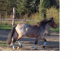 Pferd Little Steps (Deutsches Reitpony, 2011, von Oskar 007)