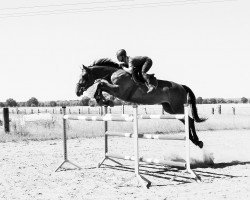 jumper Stakkata 7 (German Sport Horse, 2008, from Stakkatol)