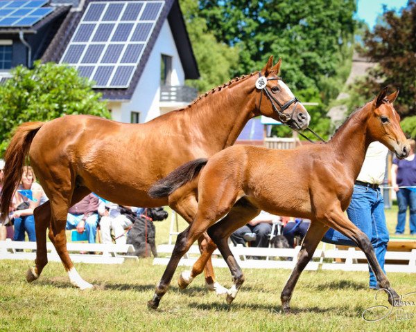 dressage horse Fürst Roccolo (Hanoverian, 2015, from Fürst Romancier)