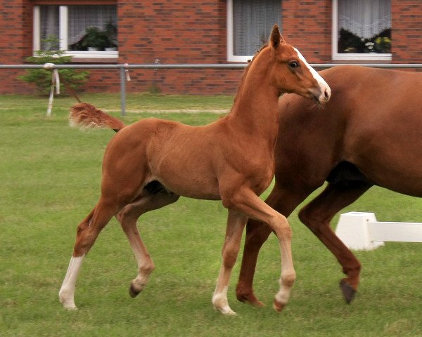 dressage horse LONDON'S BEST (Hanoverian, 2015, from Londontime)