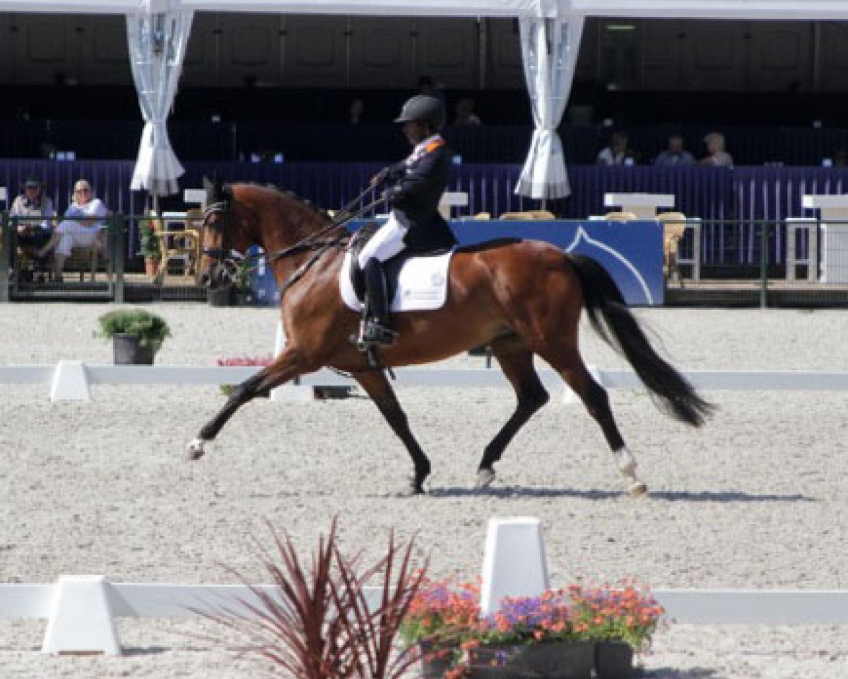 dressage horse Filia H. DVB (Westphalian, 2005, from Fuchsberger)