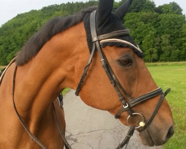 Pferd Louisdor (Trakehner, 1989, von Kondor II)