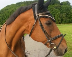 horse Louisdor (Trakehner, 1989, from Kondor II)