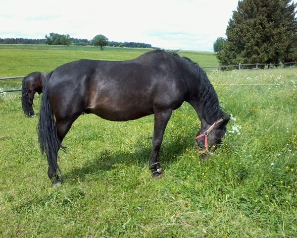 horse Ludger (Hanoverian, 1998, from Lavauzelle AA)