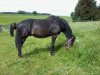 horse Ludger (Hanoverian, 1998, from Lavauzelle AA)