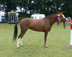 Zuchtstute Sunny Dream Girl (Deutsches Reitpony, 2008, von Majan's Sunny Boy)