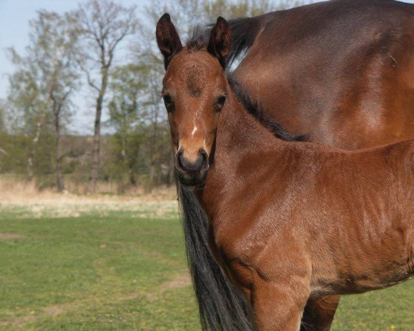 jumper Asti brillante (German Sport Horse, 2015, from Asti Spumante 7)