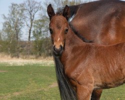 Springpferd Asti brillante (Deutsches Sportpferd, 2015, von Asti Spumante 7)