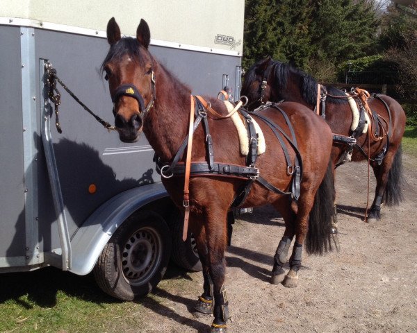 Pferd Man o'War (Welsh Partbred, 2005, von Flora's Hof Magic)