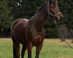 dressage horse Mondspiel (Württemberger, 2006, from Münchhausen)