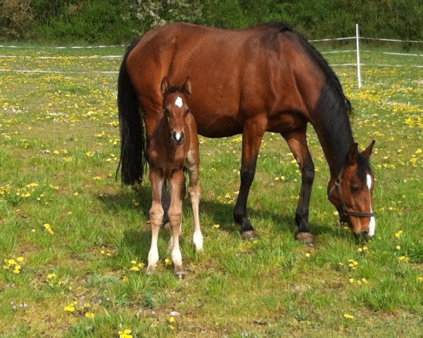 broodmare Carri-Lou vom Heimental (Hanoverian, 2014, from Carrico)