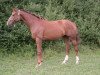 jumper Shanty Anjay (Hanoverian, 2011, from Sir Donnerhall I)