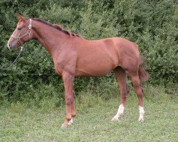 jumper Shanty Anjay (Hanoverian, 2011, from Sir Donnerhall I)