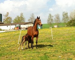 broodmare Lady Lou (Hanoverian, 1998, from Landjonker (Fruhling))