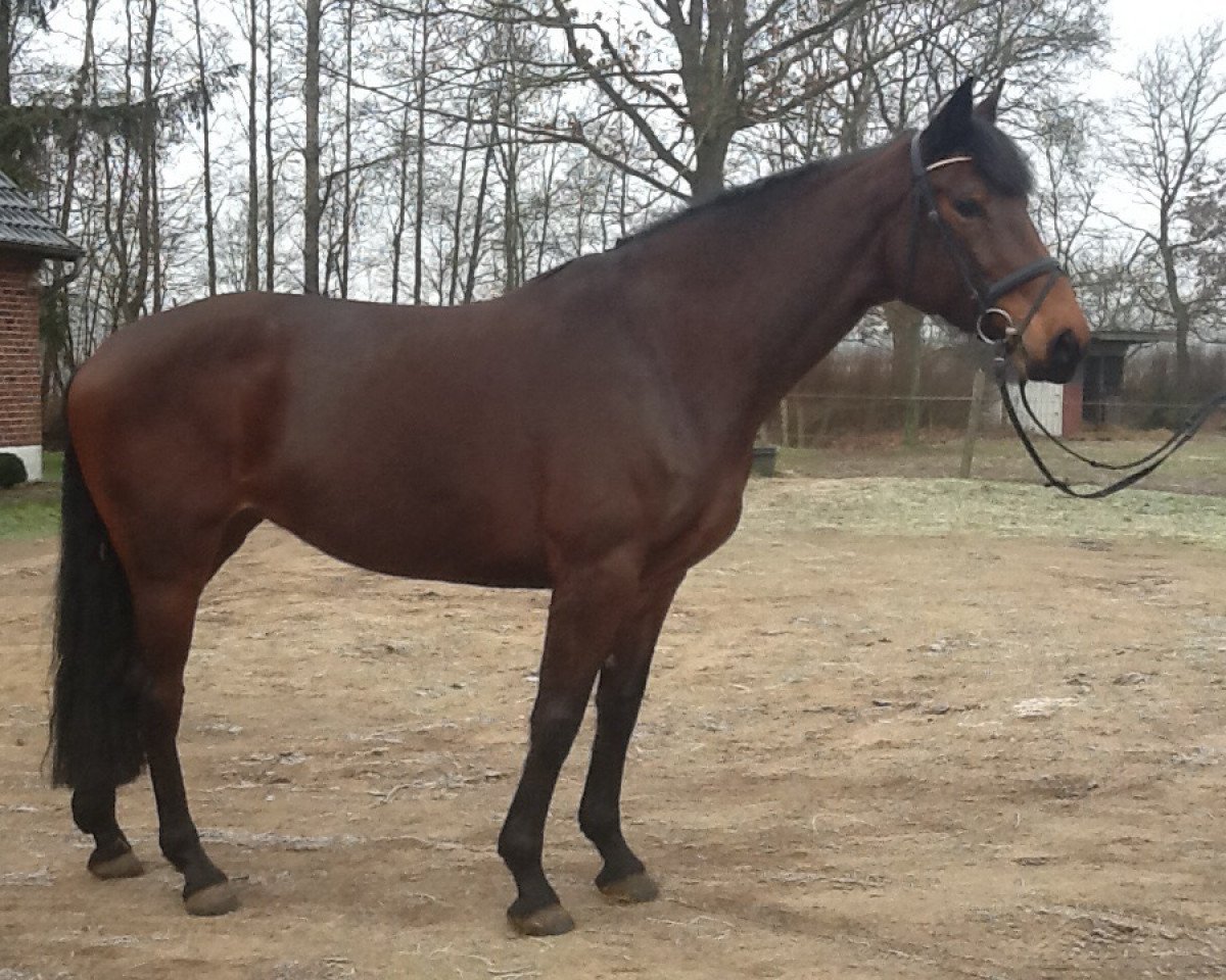 Springpferd Cascada Verde (Holsteiner, 2008, von Cristo)