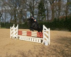 jumper Cristal Dark (Hanoverian, 2006, from Cranach)