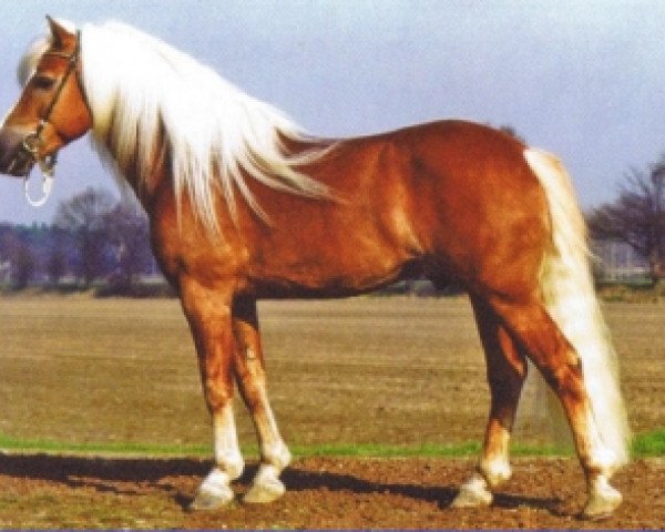 stallion Sturm (Haflinger, 1993, from 1517 Strato)