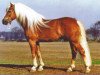 stallion Sturm (Haflinger, 1993, from 1517 Strato)