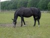 broodmare Glory's Girl (Trakehner, 2002, from Alter Fritz)