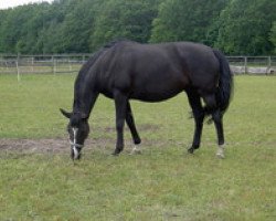 Zuchtstute Glory's Girl (Trakehner, 2002, von Alter Fritz)