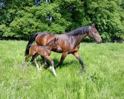 dressage horse Da Vinci (Hanoverian, 2015, from De Niro)