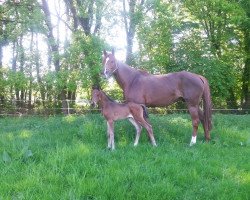 broodmare De Sinira Gold (Westphalian, 2015, from De Niro)