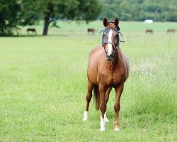 broodmare Waldblüte (Rhinelander, 1986, from Wettsport)