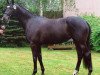 broodmare Unique II (Trakehner, 2005, from K2 T)