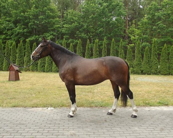 Pferd Oni (Polnisches edles Halbblut, 2010)