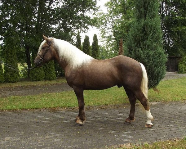 Pferd Ren (Polnisches Kaltblut, 2011)