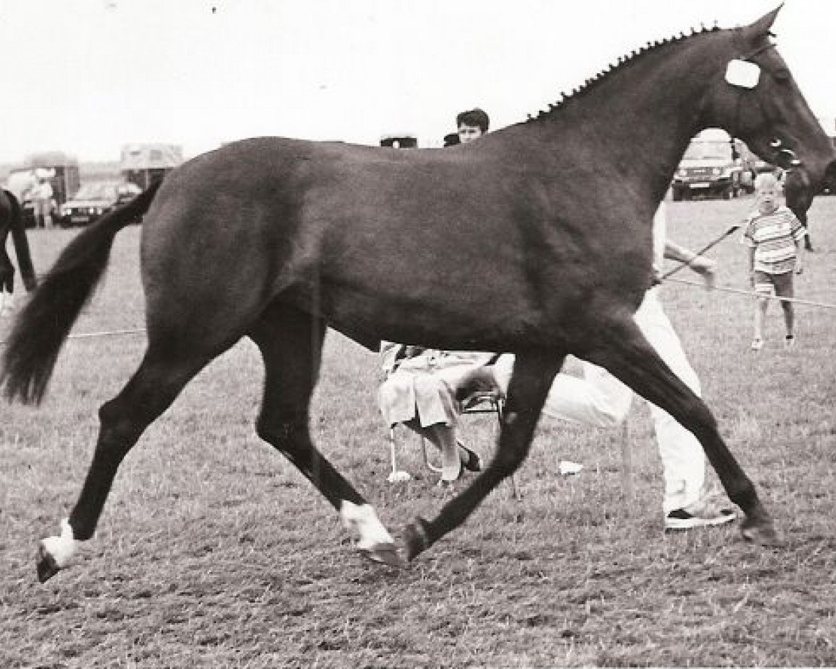 broodmare Jolly-Good (KWPN (Royal Dutch Sporthorse), 1991, from Elcaro)