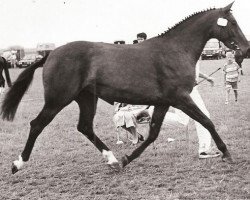 broodmare Jolly-Good (KWPN (Royal Dutch Sporthorse), 1991, from Elcaro)